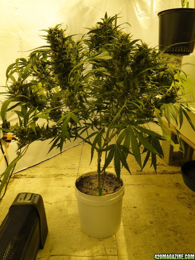 Organic Jilly Bean-Pheno #3-Day 47 of Flowering