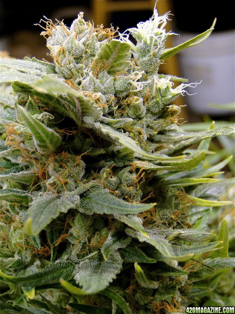 Organic Jilly Bean/Pheno #3-Harvest Day-6/9/17