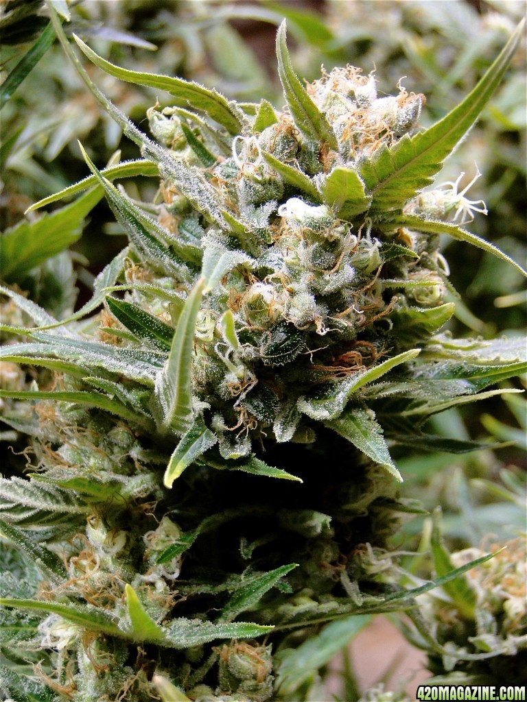 Organic Jilly Bean/Pheno #3-Harvest Day-6/9/17