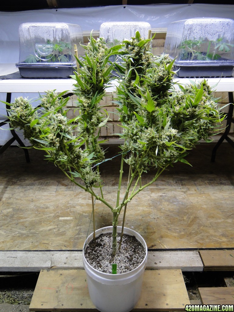 Organic Jilly Bean/Pheno #3-Harvest Day-6/9/17