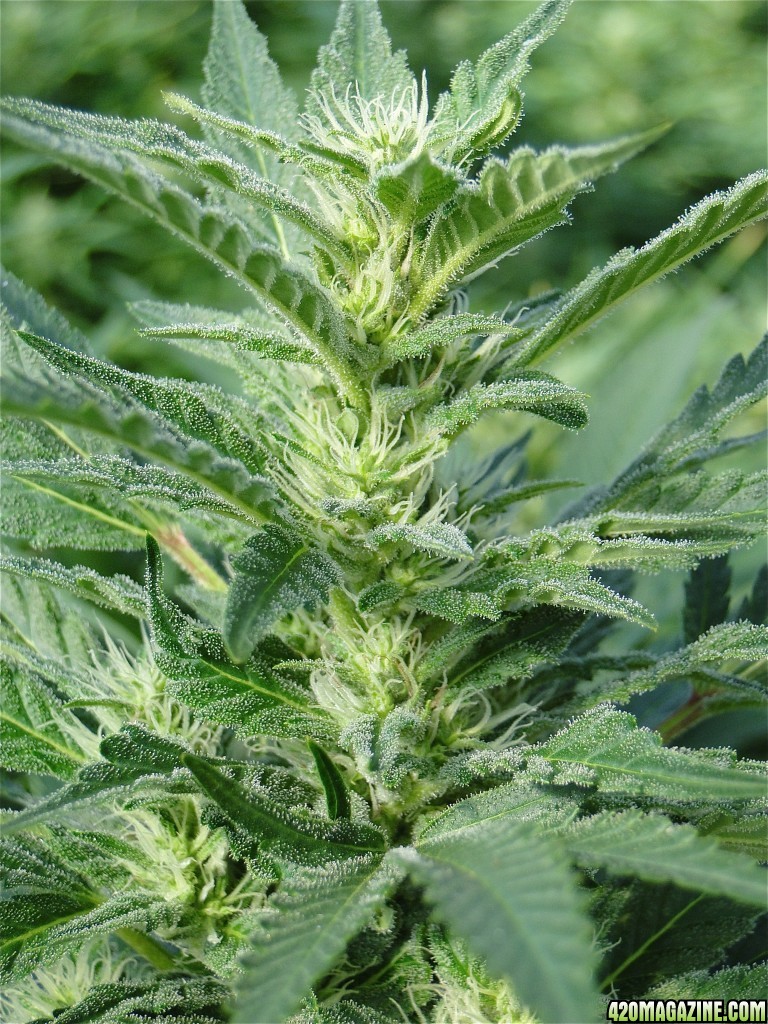 Organic Jilly Bean-Pheno #4-Day 27 of Flowering