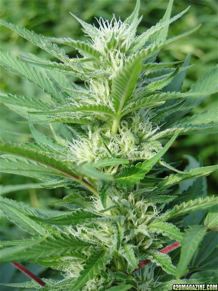 Organic Jilly Bean-Pheno #4-Day 27 of Flowering