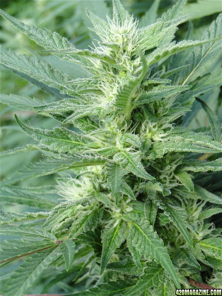 Organic Jilly Bean-Pheno #4-Day 27 of Flowering