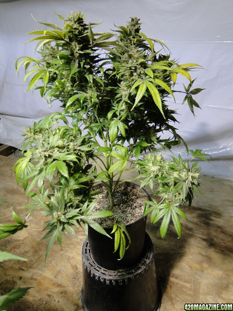 Organic Jilly Bean-Pheno #4/Harvest Day-6/2/17