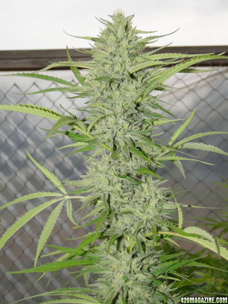 Organic Jilly Bean (Pheno #5)-Harvest Day-9/3/16