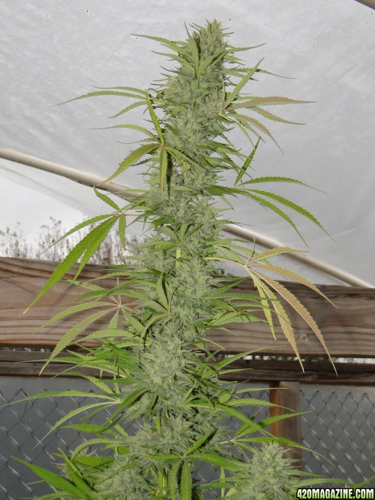 Organic Jilly Bean (Pheno #5)-Harvest Day-9/3/16