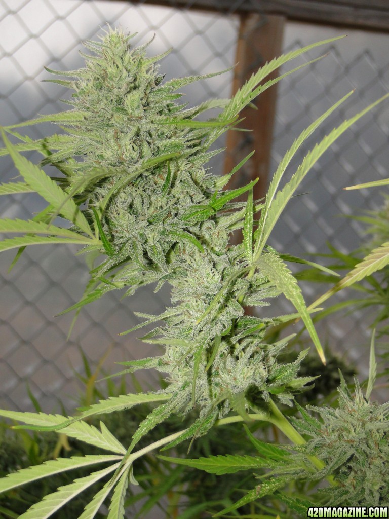 Organic Jilly Bean (Pheno #5)-Harvest Day-9/3/16