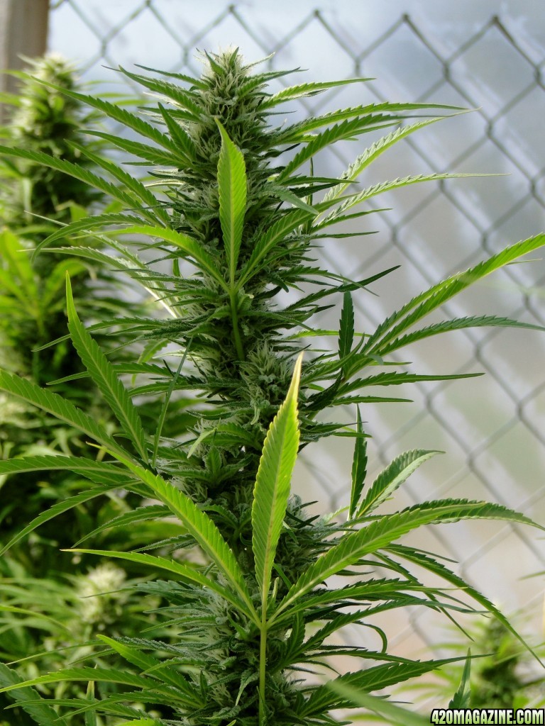 Organic Jilly Bean (Pheno #5)-Week 4 of Flowering