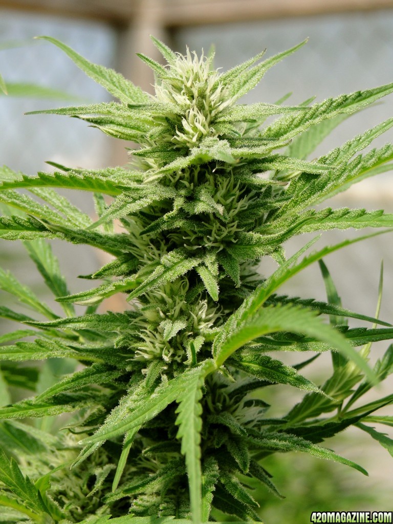 Organic Jilly Bean (Pheno #5)-Week 4 of Flowering