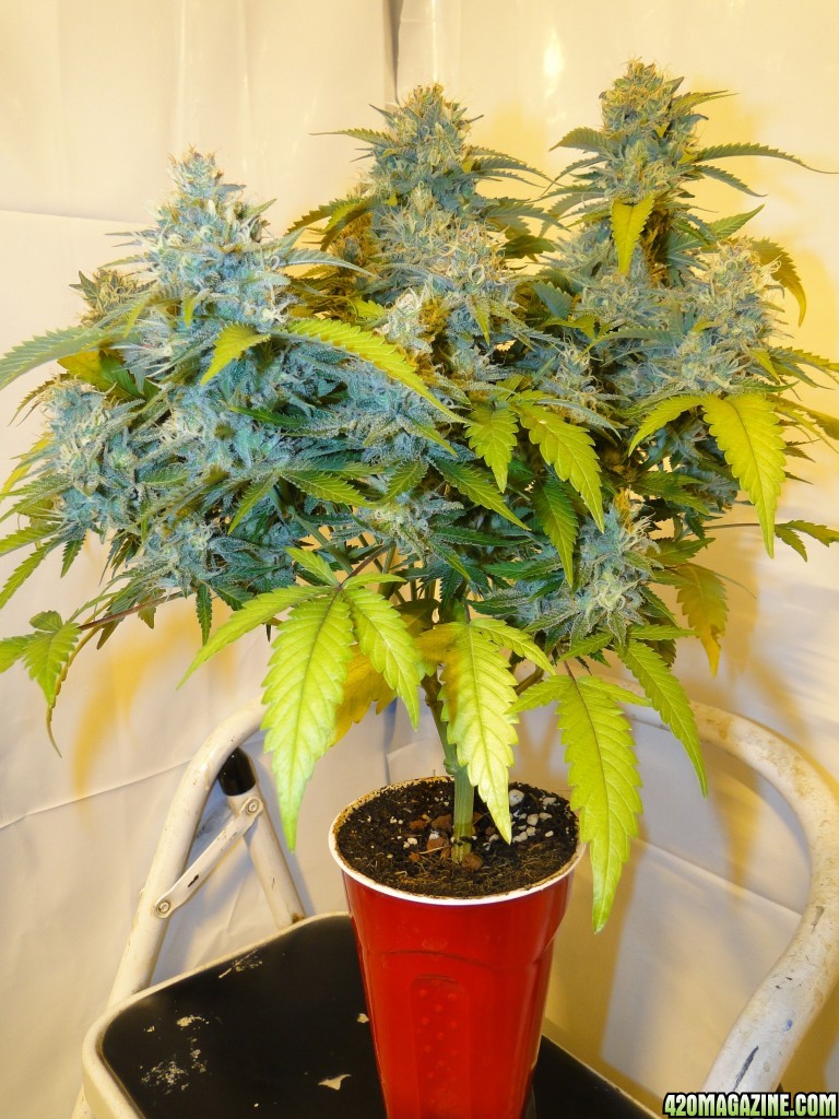 Organic Jilly Bean-Solo Cup-Day 48 of Flowering