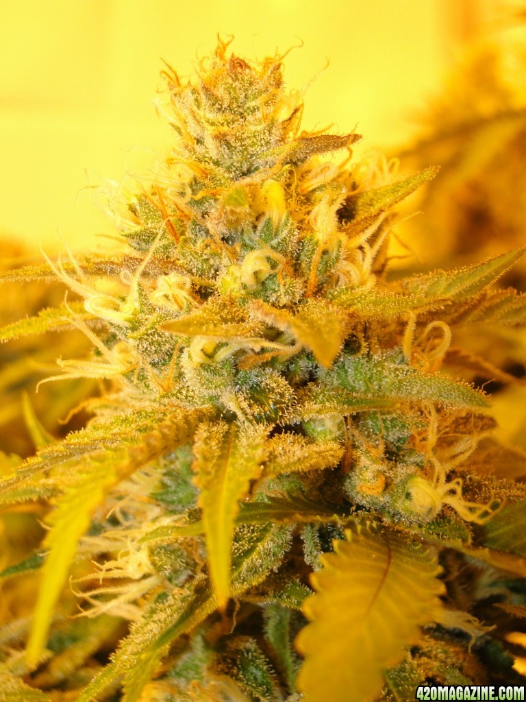 Organic Jilly Bean-Solo Cup-Day 48 of Flowering