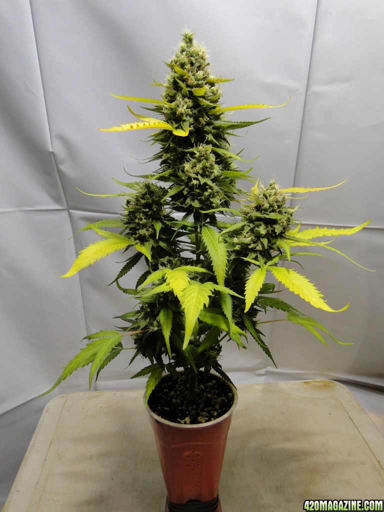 Organic Jilly Bean-Solo Cup Grow-Day 61 of Flowering