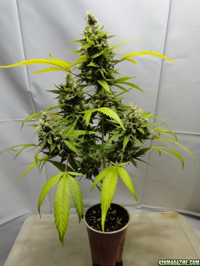 Organic Jilly Bean-Solo Cup Grow-Day 61 of Flowering