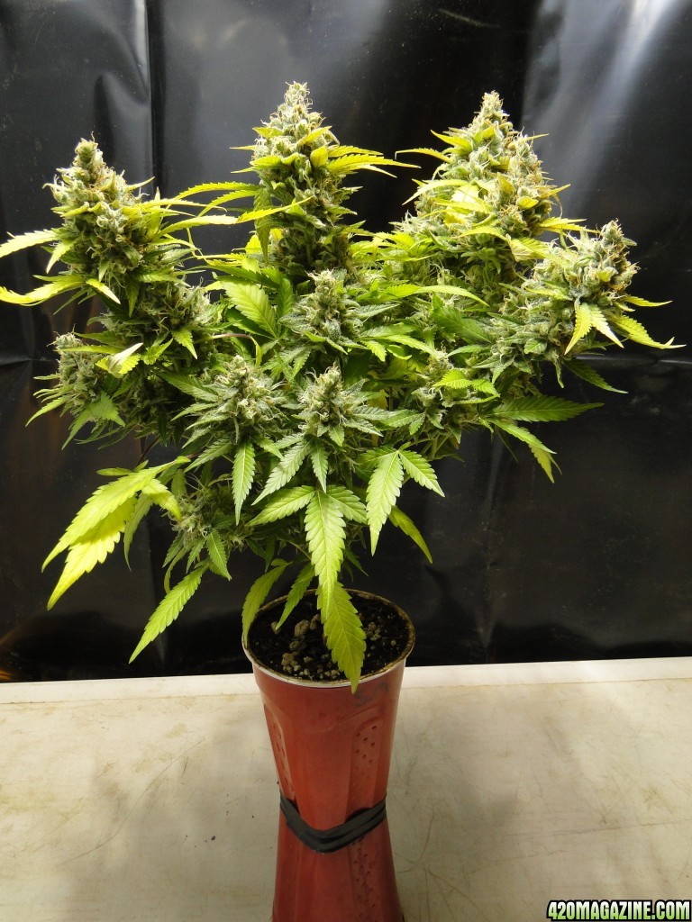 Organic Jilly Bean-Solo Cup Grow