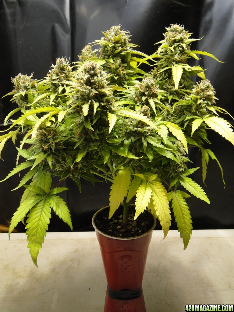 Organic Jilly Bean-Solo Cup Grow