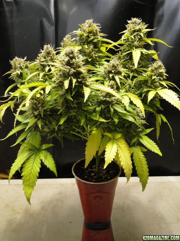 Organic Jilly Bean Solo Cup Plant