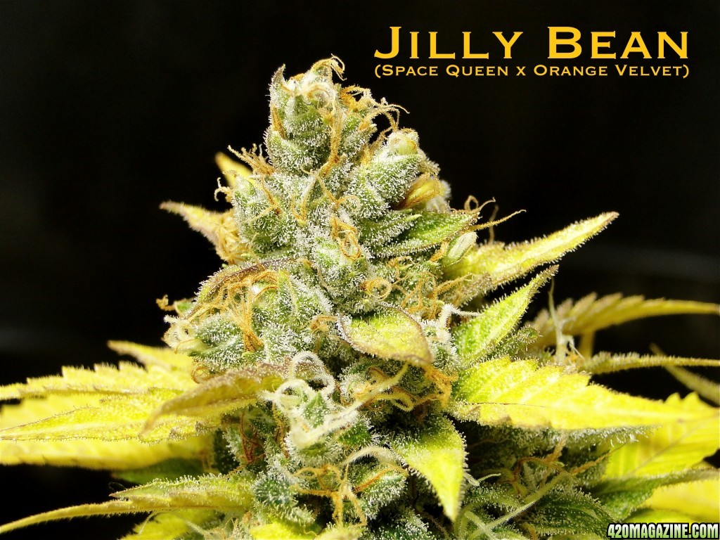 Organic Jilly Bean (Space Queen x Orange Velvet)