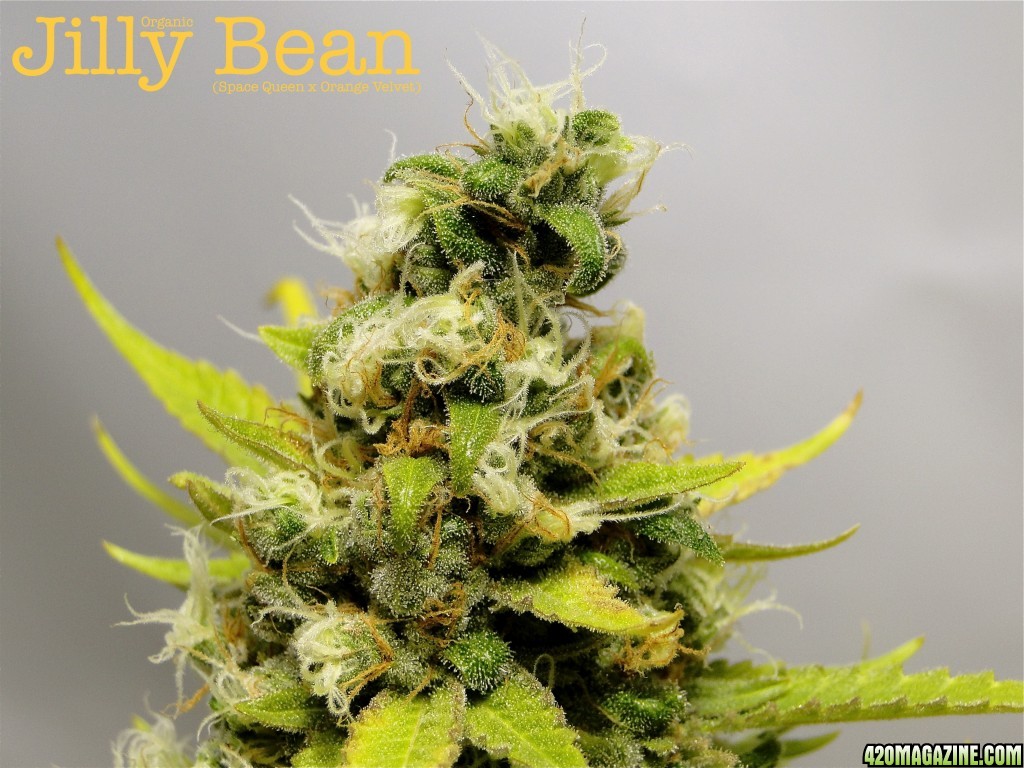 Organic Jilly Bean (Space Queen x Orange Velvet)