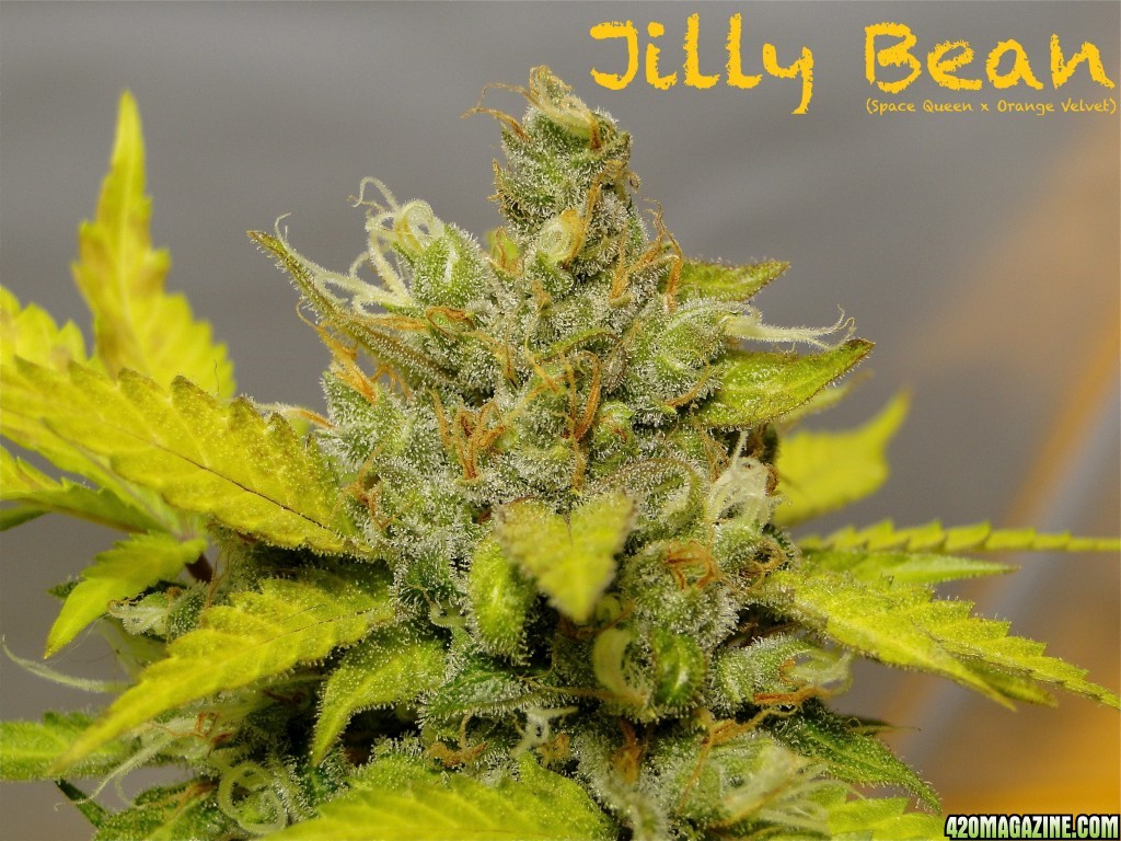 Organic Jilly Bean (Space Queen x Orange Velvet)