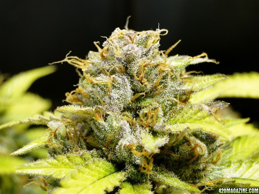 Organic Jilly Bean (Space Queen x Orange Velvet)