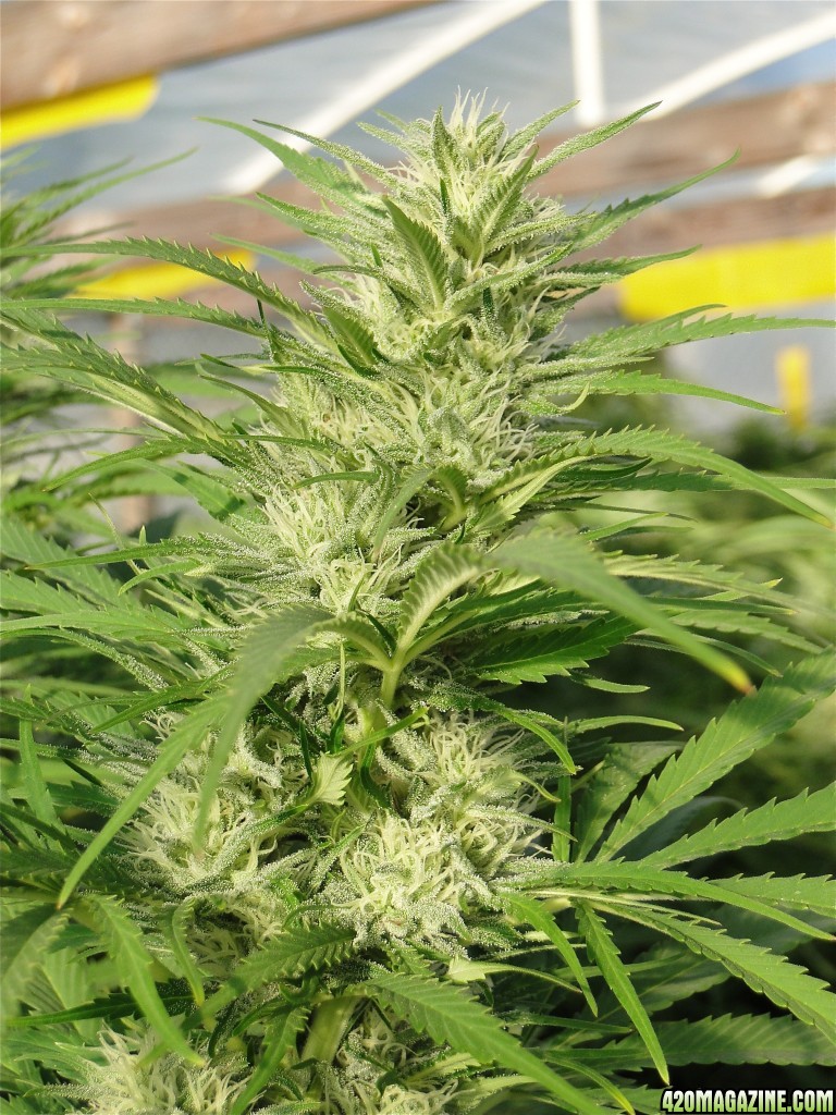 Organic Jilly Bean (Space Queen x Orange Velvet)