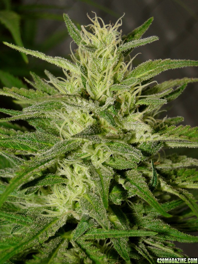 Organic Jilly Bean (Space Queen x Orange Velvet)