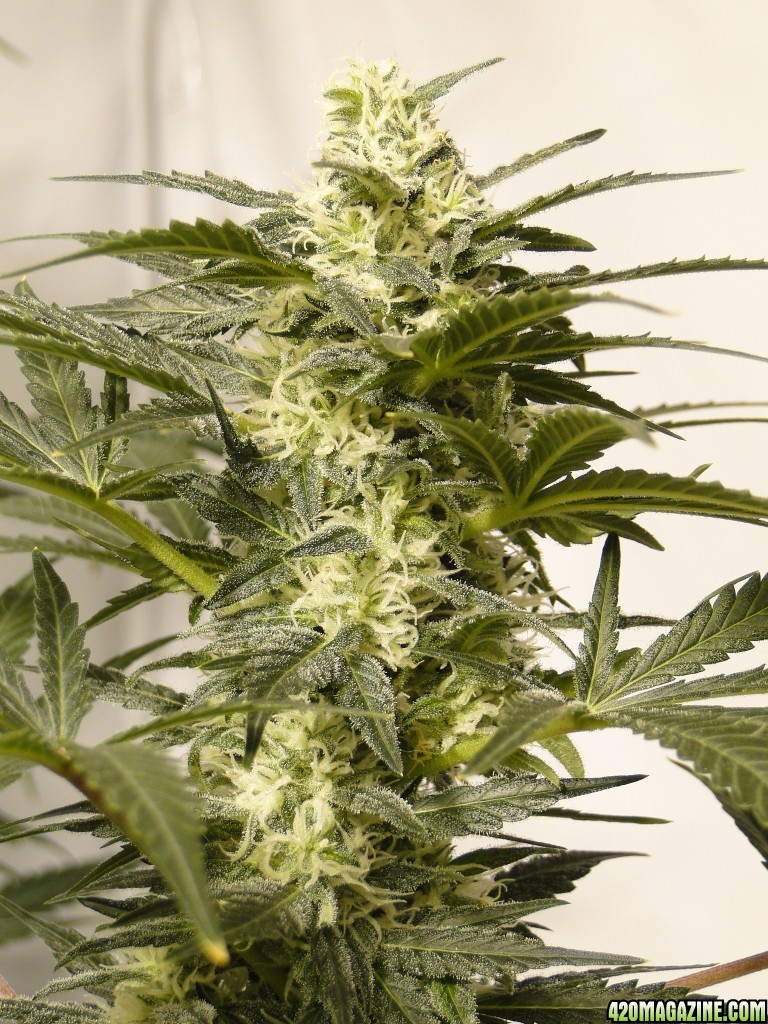 Organic Jilly Bean (Space Queen x Orange Velvet)