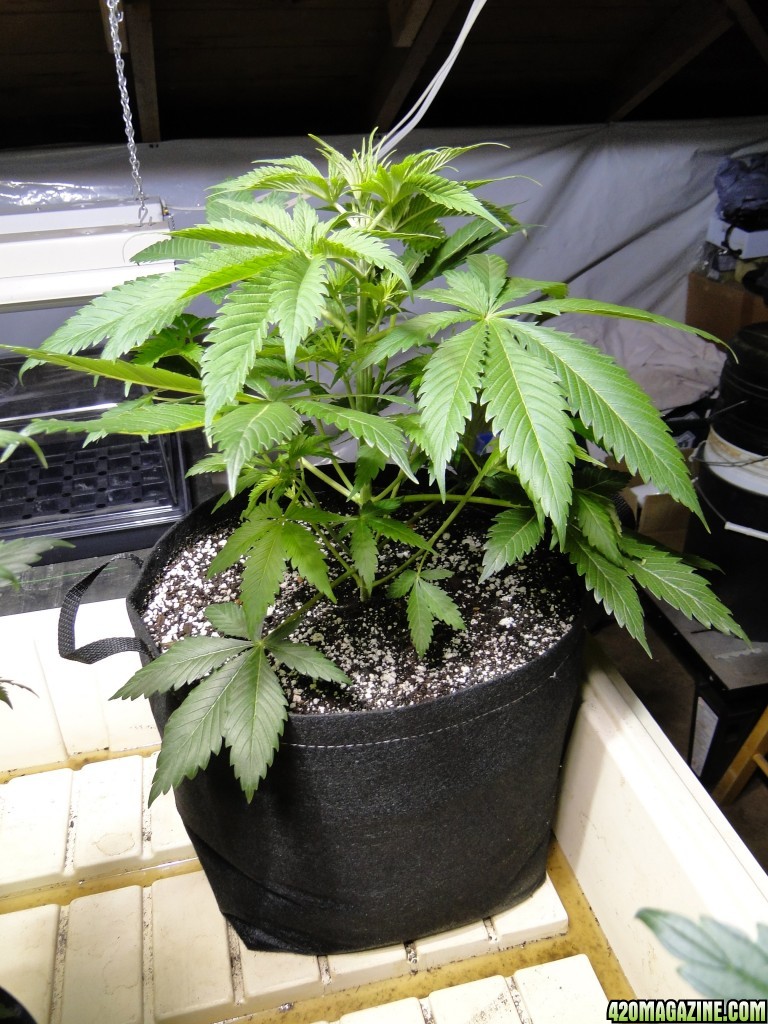 Organic Jilly Bean-Transplant Day-12/16/15