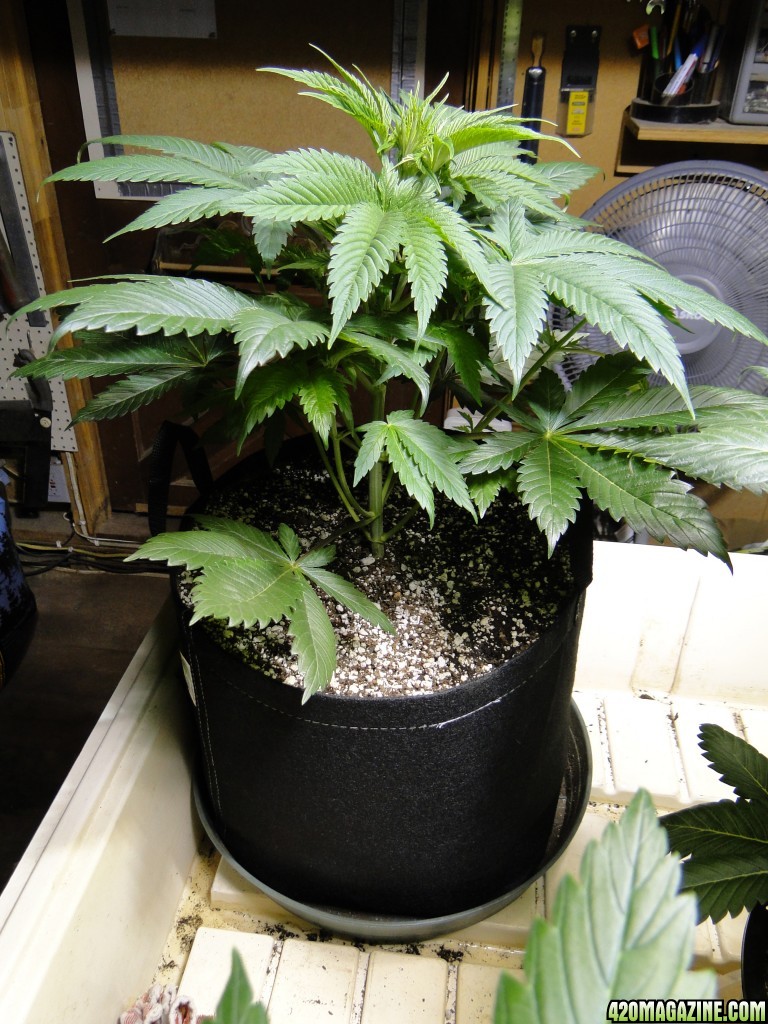 Organic Jilly Bean-Transplant Day-12/16/15