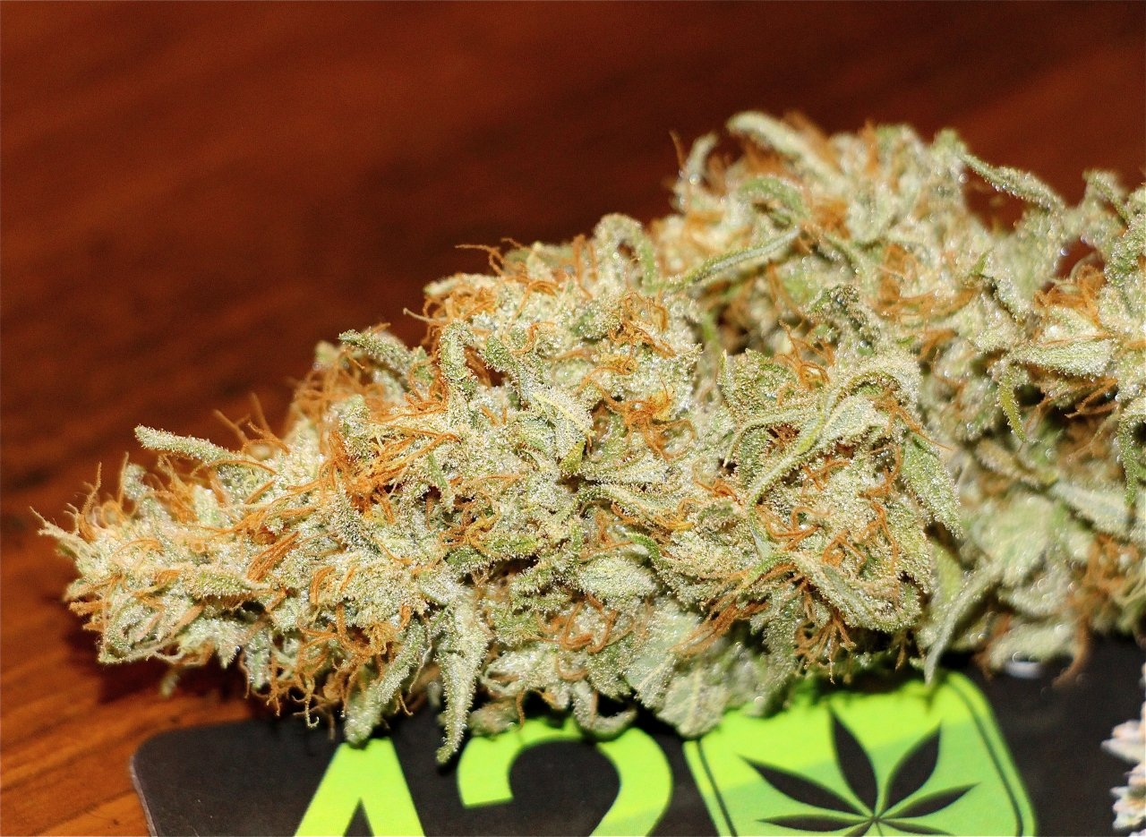 Organic Jilly Fox-Pheno #1(Super Silver Haze x Kali Mist x GDP x Jilly Bean)