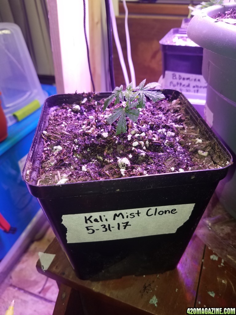 Organic Kali Mist Clone