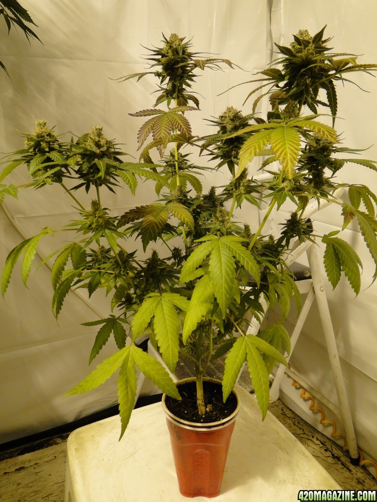 Organic Multi-Strain Solo Cup Grow-Day 57 of Flowering-6/20/16