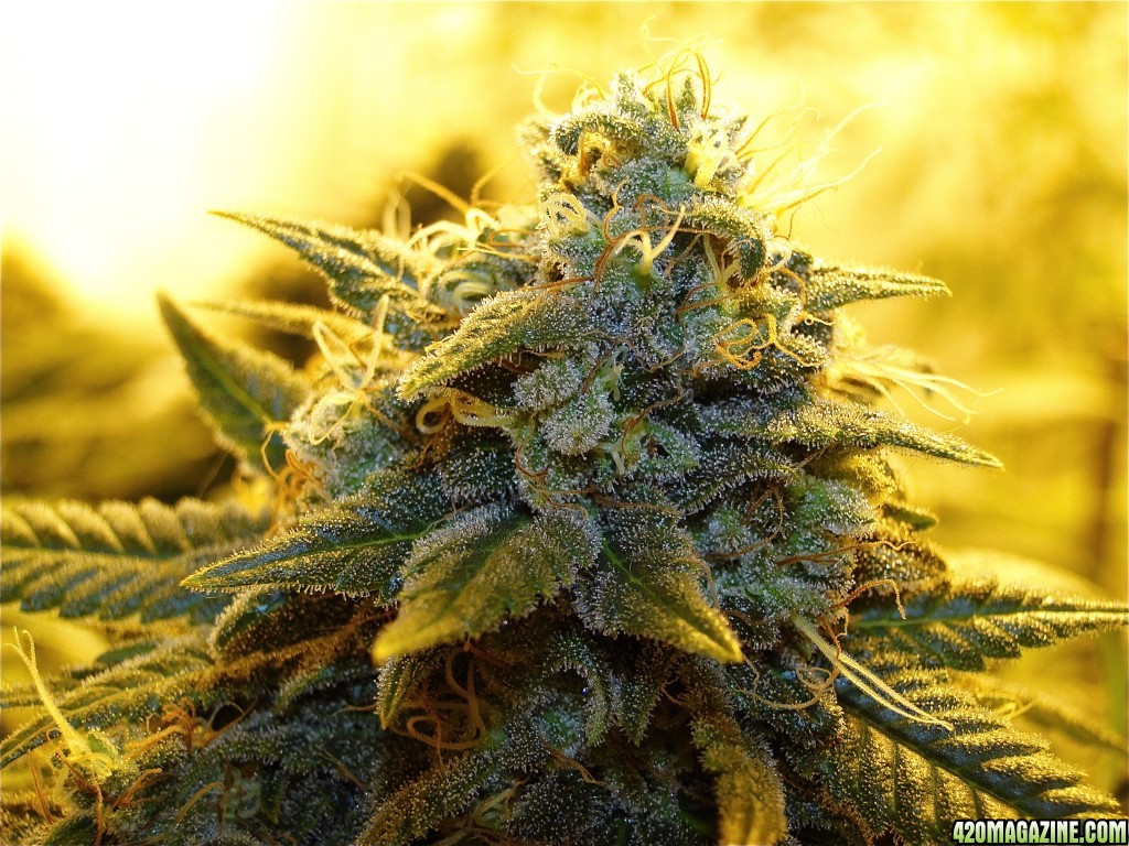 Organic OG Kush x Grand Daddy Purple-Day 56 of Flowering-6/5/17