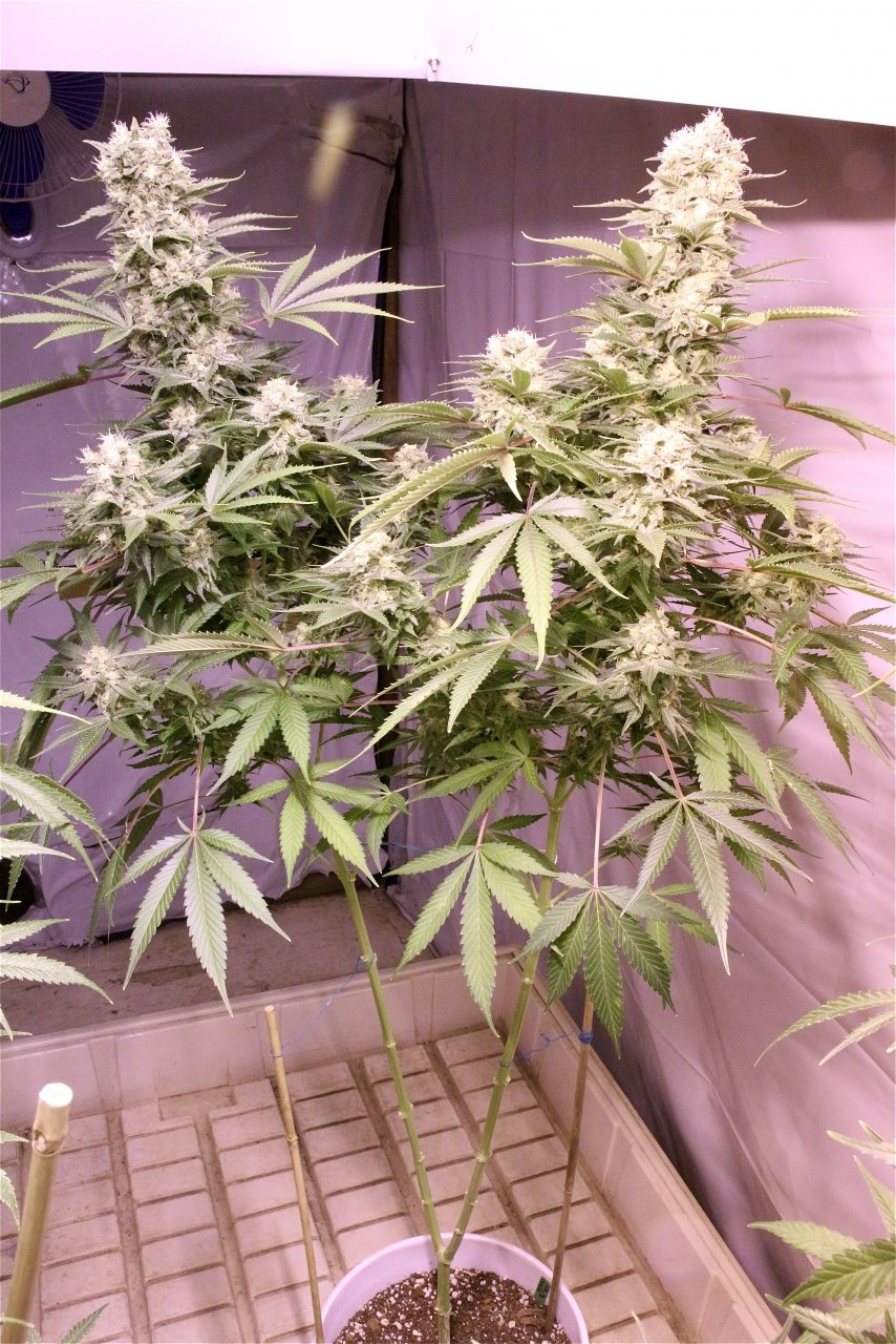 Organic OG Kush x Grand Daddy Purple-Pheno #1/Day 55 of Flowering