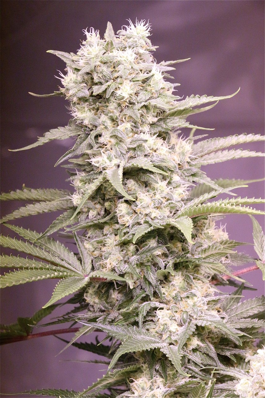 Organic OG Kush x Grand Daddy Purple-Pheno #1/Day 55 of Flowering