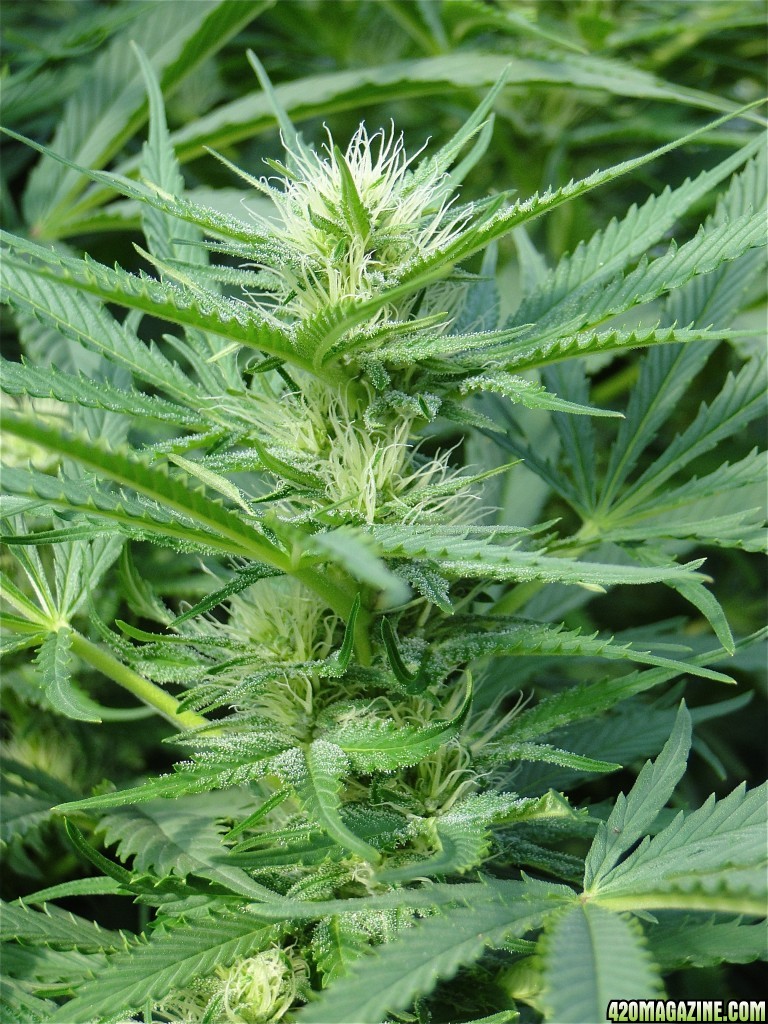 Organic OG Kush x Grand Daddy Purple-Pheno #1/Week 3 of Flowering-9/9/17