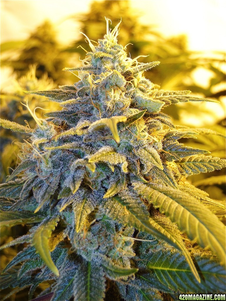 Organic OG Kush x Grand Daddy Purple-Pheno #1