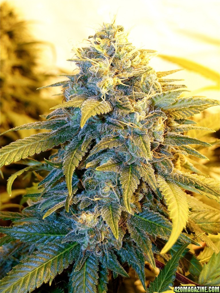 Organic OG Kush x Grand Daddy Purple-Pheno #1