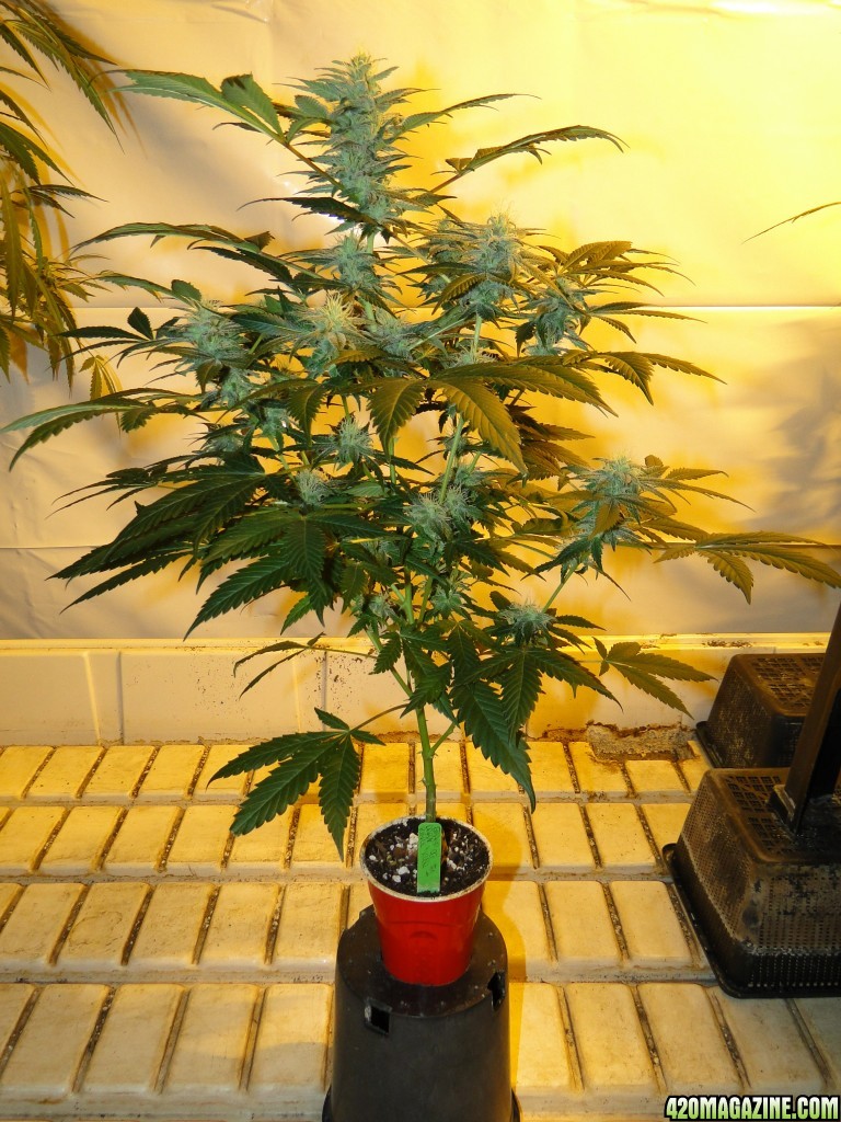 Organic OG Kush x Grand Daddy Purple Solo Cup Grow-Pheno #1