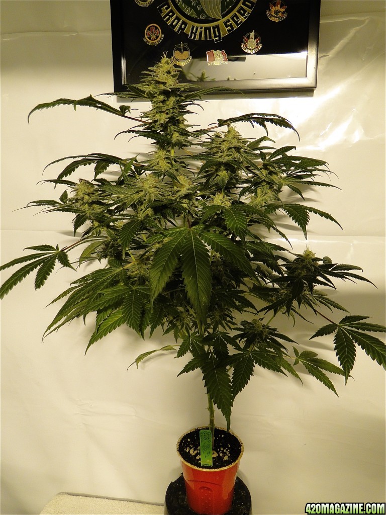 Organic OG Kush x Grand Daddy Purple Solo Cup Grow-Pheno #1