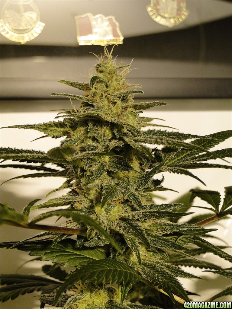 Organic OG Kush x Grand Daddy Purple Solo Cup Grow-Pheno #1