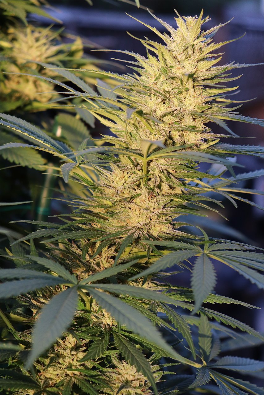 Organic Outdoor Grown Jilly Fox at Sunset