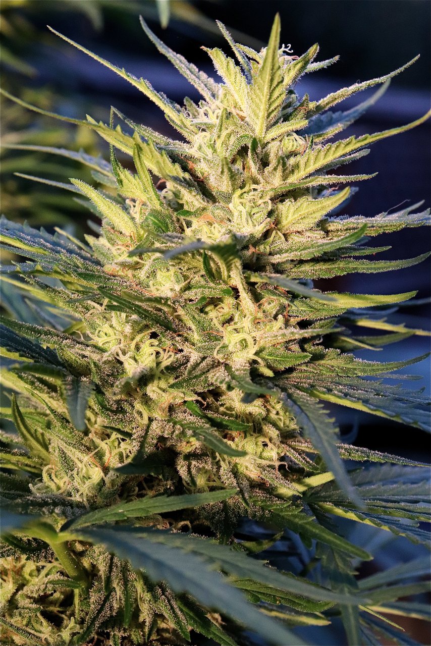 Organic Outdoor Grown Jilly Fox at Sunset