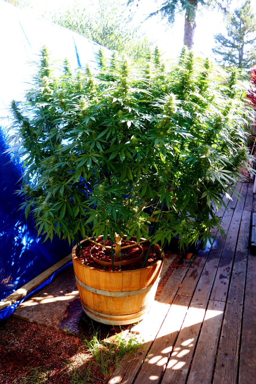 Organic Outdoor Grown Jilly Fox-Day 38 of Flowering-9/22/22