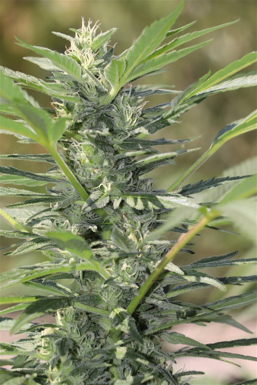 Organic Outdoor Grown OGKZ Feminized by HSO (OG Kush Breath x Zkittlez)-Day 35 of Flowering-9/14/22