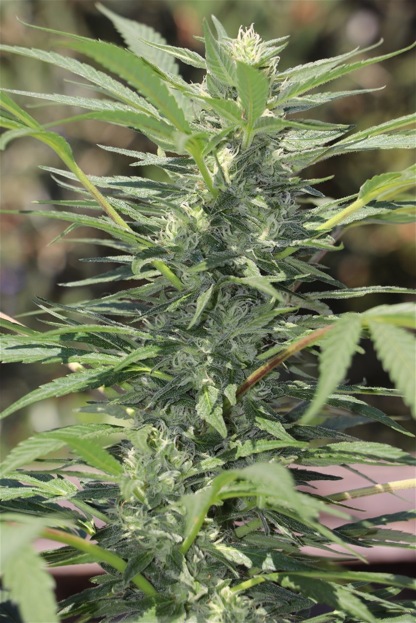 Organic Outdoor Grown OGKZ Feminized by HSO (OG Kush Breath x Zkittlez)-Day 35 of Flowering-9/14/22