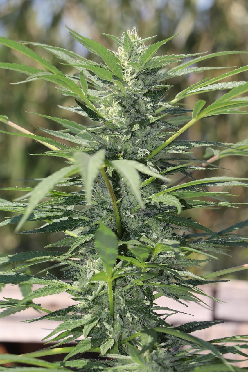 Organic Outdoor Grown OGKZ Feminized by HSO (OG Kush Breath x Zkittlez)-Day 35 of Flowering-9/14/22