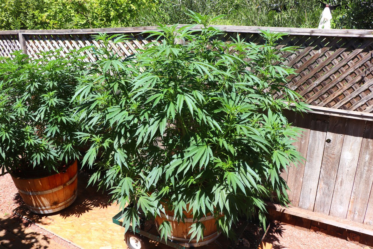 Organic Outdoor Grown OGKZ Feminized-Day 1 of Flowering-8/10/22