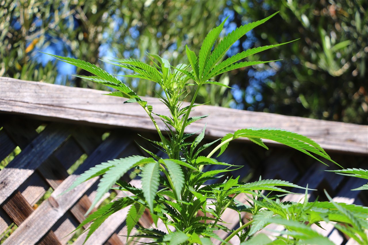 Organic Outdoor Grown OGKZ Feminized-Day 1 of Flowering-8/10/22