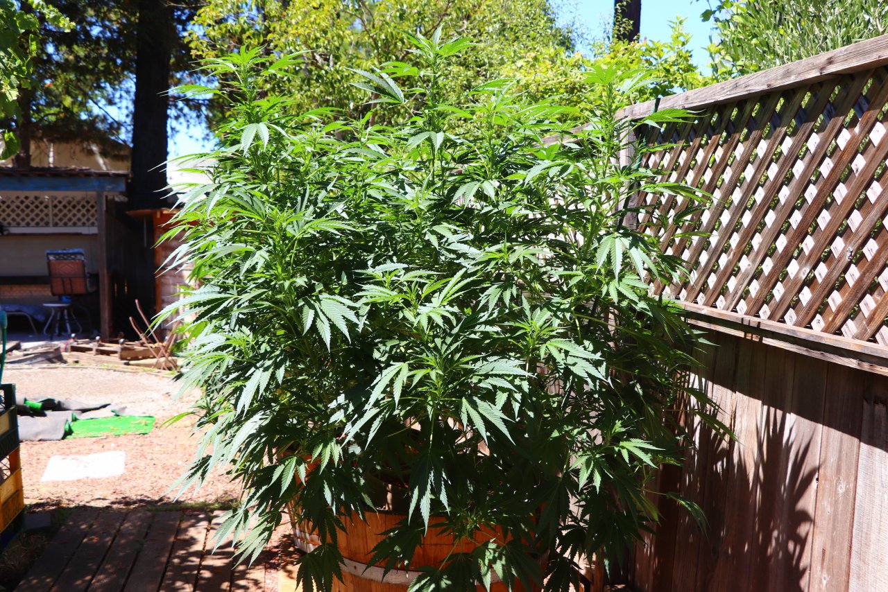 Organic Outdoor Grown OGKZ Feminized-Day 1 of Flowering-8/10/22